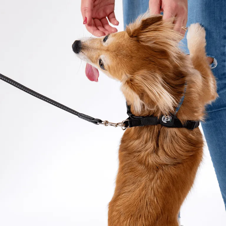 Tre Ponti Guinzaglio Tail Flare