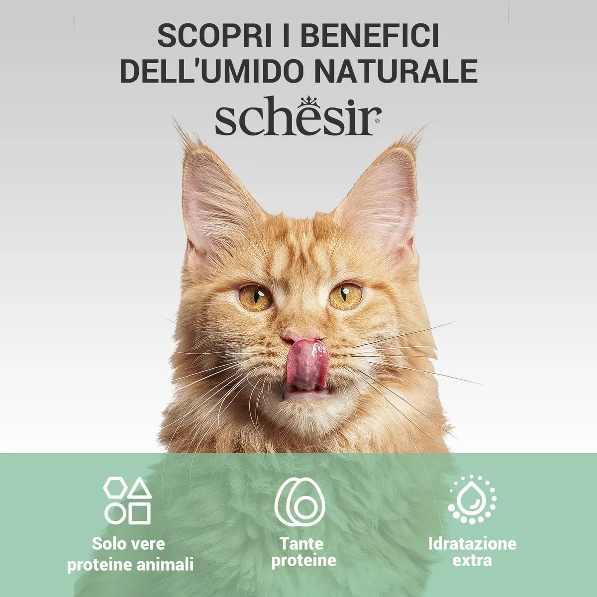 Schesir Scatolette Pollo con Spigola 70 gr